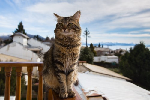 Looking regal and majestic, this is Pancho, the king of Casa de Mara!