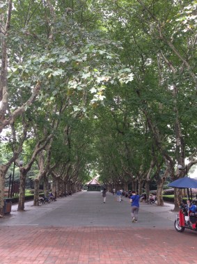 The greenest street I saw in Shanghai happened to be just down the street from my apartment!