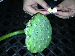 Sampling Crazy Chinese Fruits for Desert. (Edible part of the Lotus Flower)