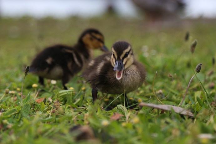 Duckling shot #2