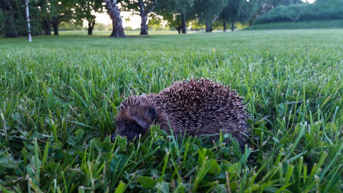 A baby ... something ... that we found in the grass