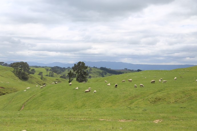 The site of Hobbiton is on the Alexander's Farm.  This is pretty much a sheep paradise!
