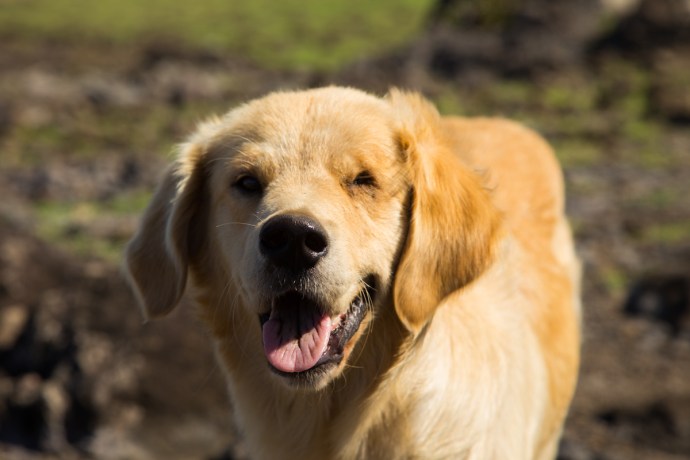 This dog kept appearing out of nowhere when we were checking surf on the south side of the island. He was missing an eye but didn't seem at all unhappy about it!