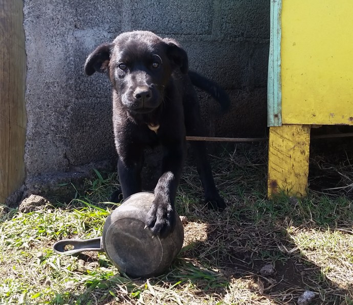 This cute puppy lived behind Brant and I at Camping Mihinoa and we'd give him a pet and receive gracious tail wags and licks everytime,
