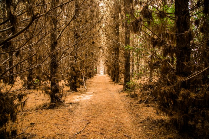 A path through the forest leads to the wave.
